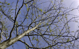 FELIX RASCHKE ARCHITEKT